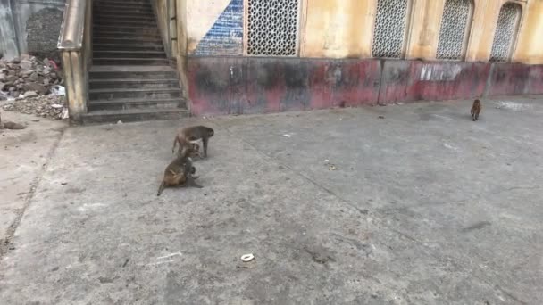Jaipur, India, November 04, 2019 Galta Ji, monkeys run around the complex part 4 — 图库视频影像