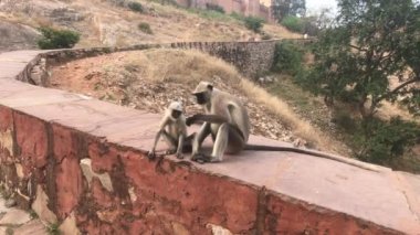 Jaipur, India - Monkeys play on the fence of an old fortress part 2