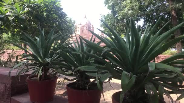 Jodhpur, India - pots of flowers against the background of the historic building — ストック動画