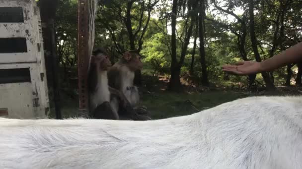 Mumbai, India - A majmok játszanak — Stock videók