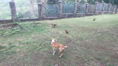 Mumbai, Hindistan - Köpek maymunlarla oynuyor