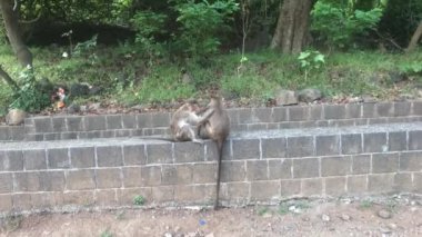 Mumbai, Hindistan - Doğal ortamda maymunların hayatı