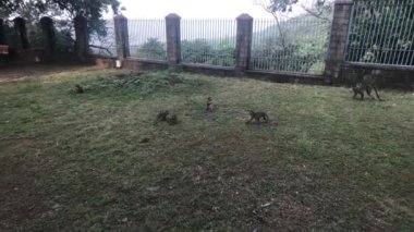 Mumbai, Hindistan - Maymunlar sahada oynuyor