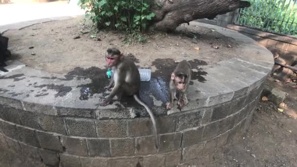 Mumbai, India - La vita delle scimmie in un ambiente naturale parte 4 — Video Stock