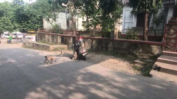 2019年11月12日，印度乌代普尔：骑摩托车喂猴子的游客 — 图库视频影像