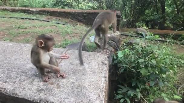 Mumbai, Hindistan - Maymunlar ikinci bölümde oynuyor — Stok video