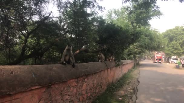 Udaipur, India - Monkeys sit on the fence — Stock Video