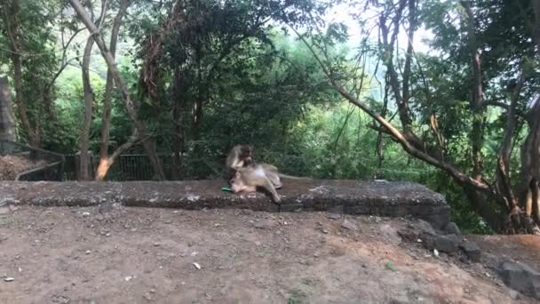 印度孟买-- --自然环境中猴子的生活第3部分 — 图库视频影像