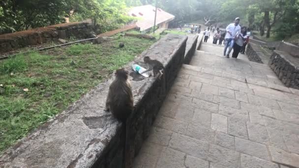 Mumbai, India - November 10, 2019: Elephanta Caves tourists walk past monkeys — Stock Video