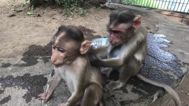 Mumbai, india - das Leben der Affen in einer natürlichen Umgebung Teil 5 — Stockvideo