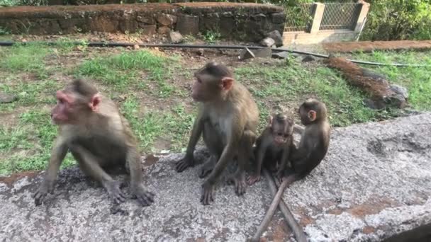 Mumbai, India - Monkeys play on the field part 5 — Stock Video