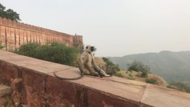 Jaipur, India - Monkeys play on the fence of an old fortress part 4 — 图库视频影像