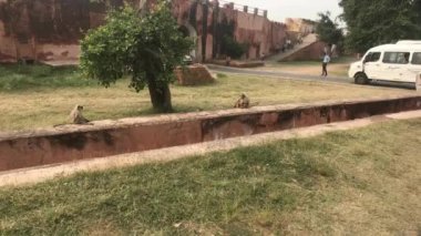 Jaipur, Hindistan - Maymunlar kalenin avlusunda oynuyorlar