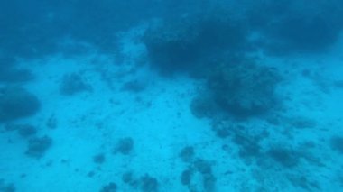 Eilat, İsrail - Kızıl Deniz 'in derinliklerinde lombozun 7. bölümü boyunca