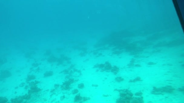 Eilat, İsrail - Kızıl Deniz 'in derinliklerinde lombozun 2. — Stok video