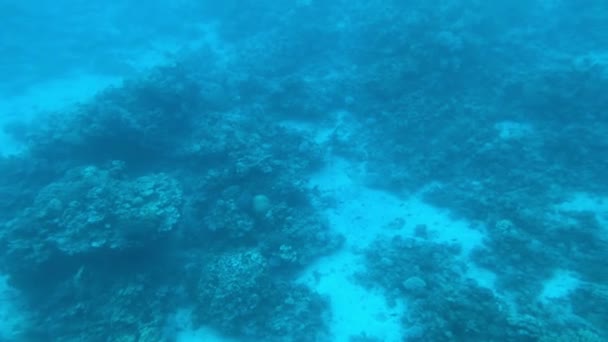 Eilat, Israël - au fond de la mer Rouge à travers le hublot partie 8 — Video