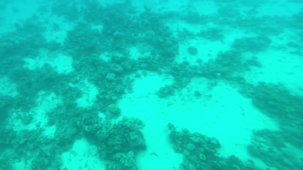 Eilat, Israel - en las profundidades del Mar Rojo a través de la portilla parte 3 — Vídeo de stock