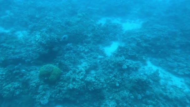 Eilat, Israël - au fond de la mer Rouge à travers le hublot partie 14 — Video