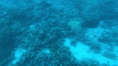 Eilat, İsrail - Kızıl Deniz 'in derinliklerinde lombozun 10. bölümünden geçerek