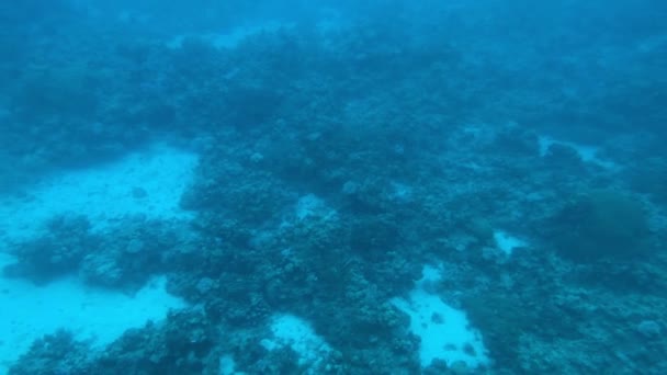 Eilat, Israel - di kedalaman Laut Merah melalui bagian porthole 13 — Stok Video