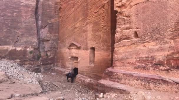 Petra, Jordanië - bergreliëfs met in de rotsen uitgehouwen structuren deel 7 — Stockvideo