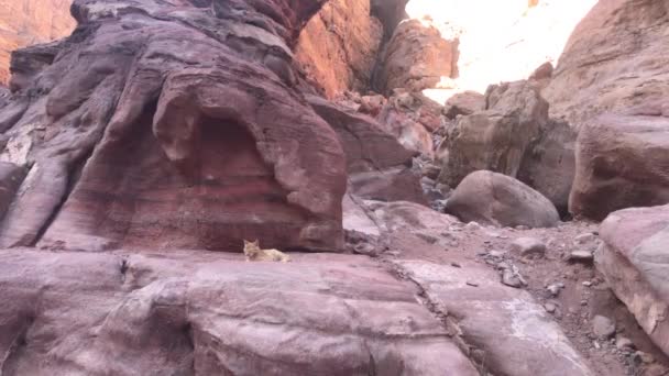 ペトラ、ヨルダン-世紀の歴史を持つ峡谷パート6 — ストック動画