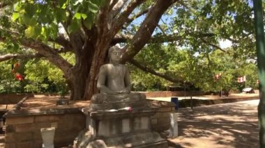 Anuradhapura, Sri Lanka, kutsal ağaç ve dallar