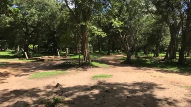 Anuradhapura，斯里兰卡，树阴下 — 图库视频影像