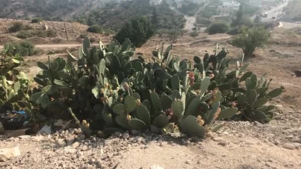 Umm Qais, Jordan -古建筑的残余第2部分 — 图库视频影像