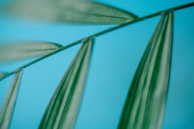 Arkaplan için soyut doğa dokusu yeşil yapraklar