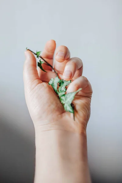 Les Mains Femme Sur Les Mains Feuilles Vertes Plâtre Sur — Photo