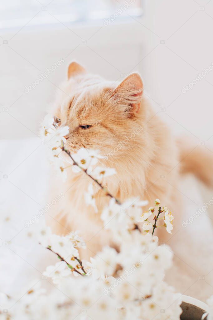 Cat in the blossoming brunches at home. Tender spring photography.