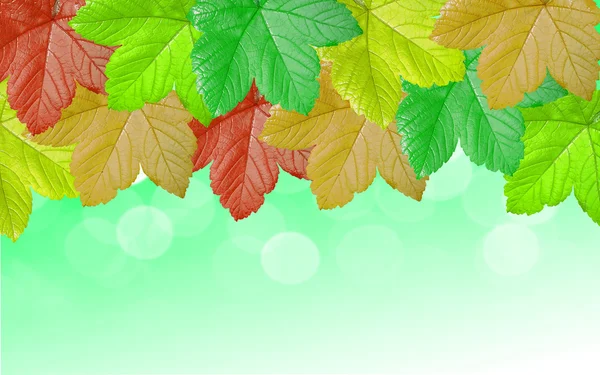Herfst kleurrijke achtergrond — Stockfoto