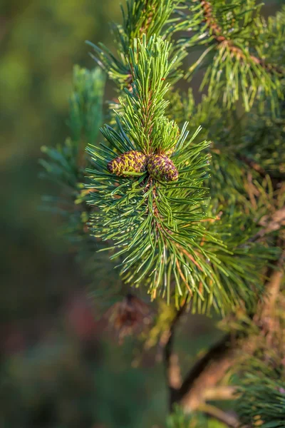 Pine branch, natural background — Stock Photo, Image