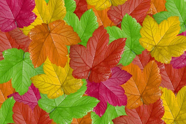 Herfst achtergrond, kleurrijke bladeren — Stockfoto