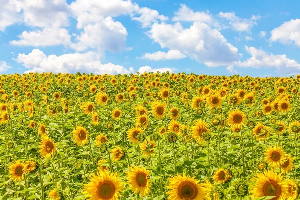 Campo de girasol con cielo nublado —  Fotos de Stock