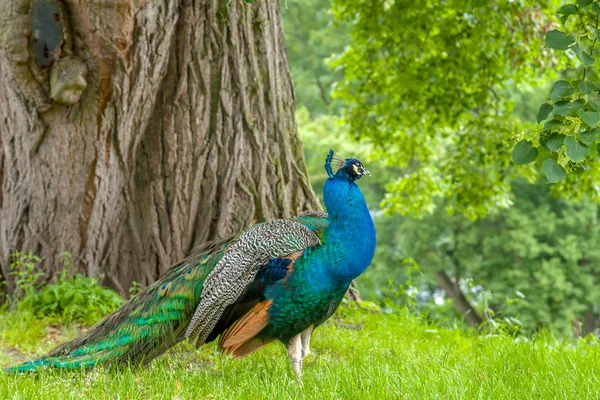 Peacock on a green garden — Stock Photo, Image