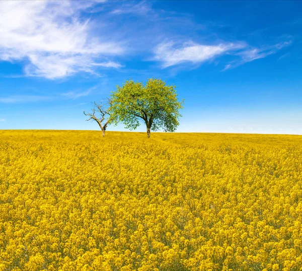 Žluté řepky olejné řepky pole se stromy pod modrou oblohou — Stock fotografie