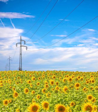 Ayçiçeği tarlası olarak yüksek voltajlı güç hattı direkleri