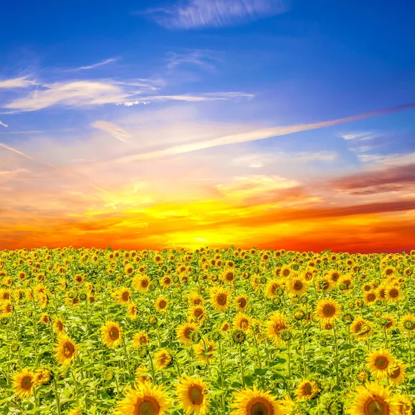 Yaz manzarası: Ayçiçeği tarlasında günbatımı