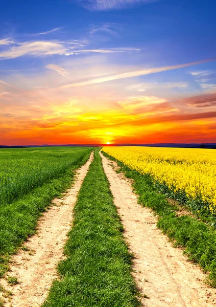 Field way on the rape field in sunset — Stock Photo, Image