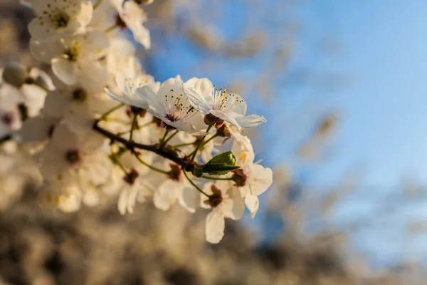 Frühling blüht Baum — Stockfoto
