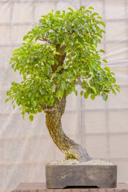 Seramik bir tencerede yeşil bonsai ağacı