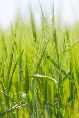 Yeşil buğday tarlası 