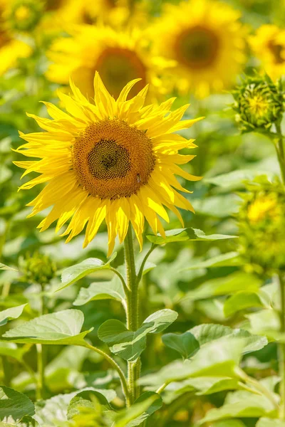 Campo de girasol como fondo —  Fotos de Stock