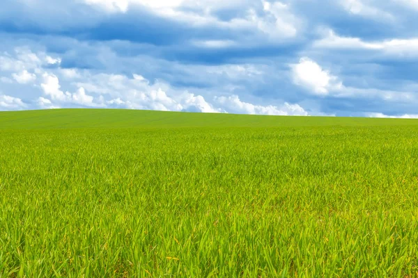 Campo de trigo verde com céu nublado — Fotografia de Stock