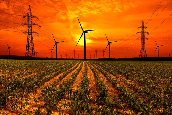 Campo de maíz con pilón eléctrico y turbinas eólicas al atardecer — Foto de Stock