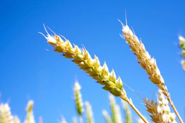 Güneşli bir yaz günü. Buğday tarlası ve mavi gökyüzü.