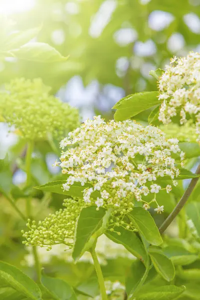 Weiße Blüten Holunder im Hintergrund der dicken, leuchtend grünen Blätter — Stockfoto