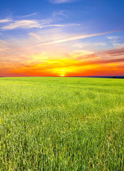 Campo de trigo verde ao pôr do sol — Fotografia de Stock